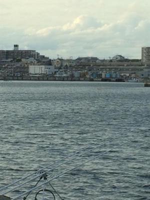 カレイとバラエティな魚たち