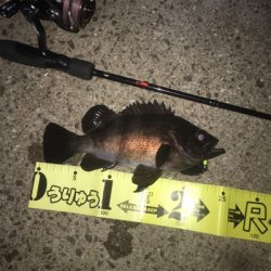 久々良型メバル!GUNNING-STYLE