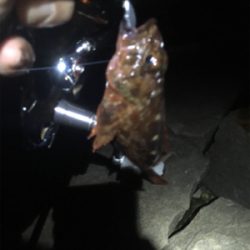 お隣の魚はよく釣れる(笑)