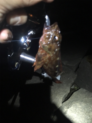 お隣の魚はよく釣れる(笑)