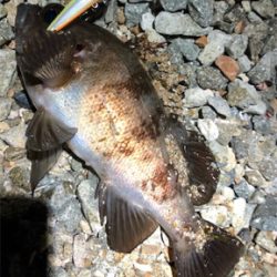 シャロー&サーフメバリング