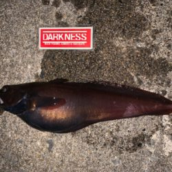 平成最後の釣行！？