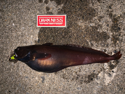 平成最後の釣行！？