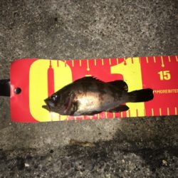 ライトゲーム は楽しいよね〜