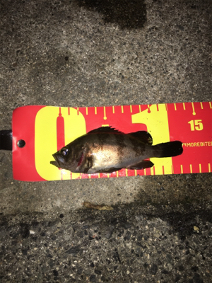 ライトゲーム は楽しいよね〜