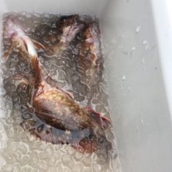 青イソメでガシラ!