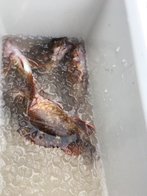 青イソメでガシラ!