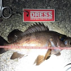 サクッとメバル