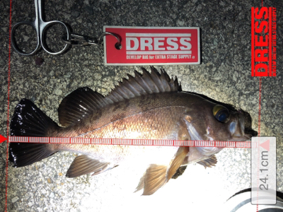 サクッとメバル