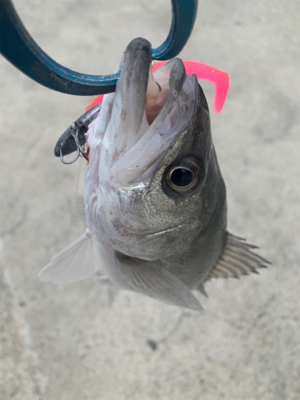 遅出もあっさりフィッシング♫