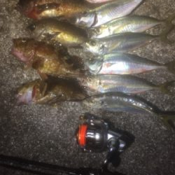 メバル・アジ・ガシラ