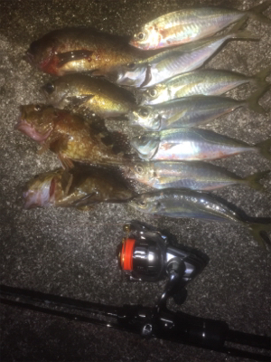 メバル・アジ・ガシラ