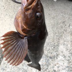 テトラで落とし込み