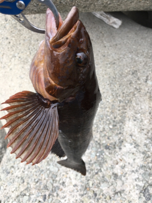 テトラで落とし込み