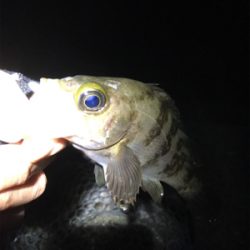 泉南フロートメバル&アジ