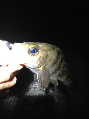 泉南フロートメバル&アジ