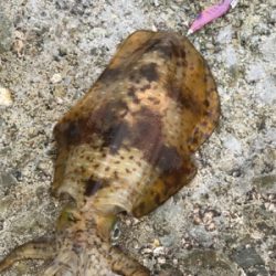 平成最後の春イカ❗️❗️❗️