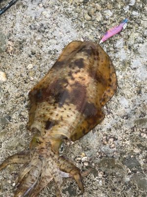 平成最後の春イカ❗️❗️❗️