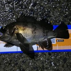 2019年4月30日釣行in岐志漁港&船越漁港