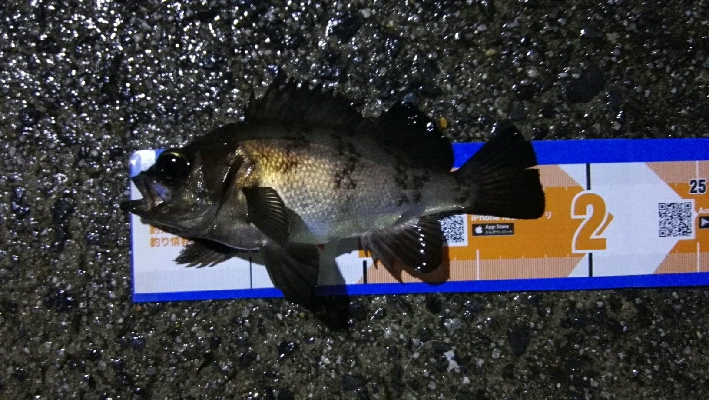 2019年4月30日釣行in岐志漁港&am…