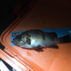 サイズアップならず