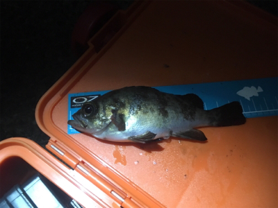 サイズアップならず