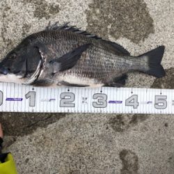 須磨一文字のチヌ