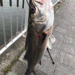 ガツンと丸飲みスズキさん