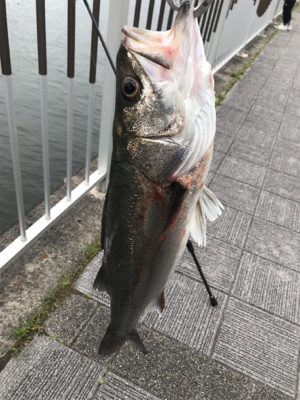 ガツンと丸飲みスズキさん