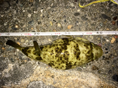 カレイより大きなフグ