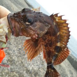 今日も釣れます!