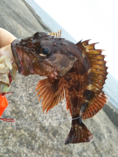 今日も釣れます！