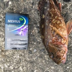 接待アジング調査