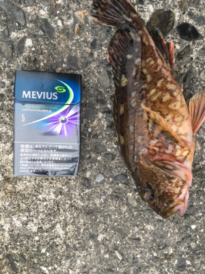 接待アジング調査