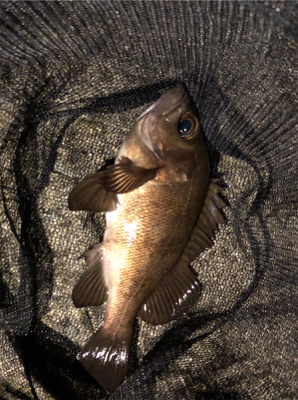 元号またぎライトゲーム