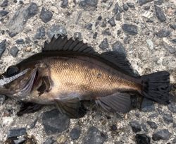 平成最後のアジング釣行