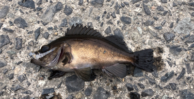 平成最後のアジング釣行