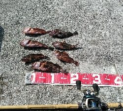 コブダイバラシ3回、ガシラ祭り