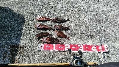 コブダイバラシ3回、ガシラ祭り