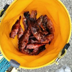 コブダイ釣りバラシ3回連続悔しい