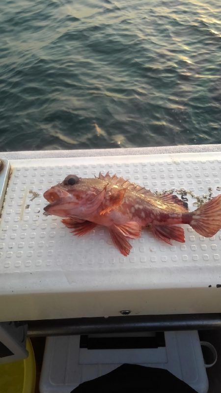 ロックフィッシュショート便