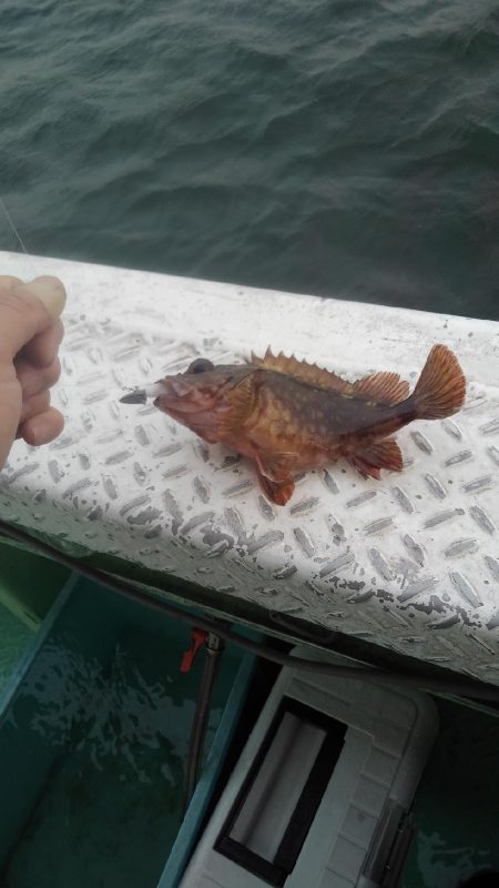 ロックフィッシュショート便参戦ȃ…