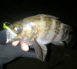 ベイトよりちょい下のレンジ