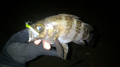 ベイトよりちょい下のレンジ