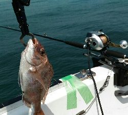 真鯛サビキリベンジ