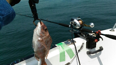 真鯛サビキリベンジ