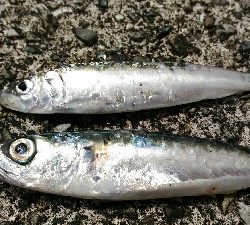 土佐市宇佐の中堤防にて（奥田釣具店さんの渡船利用）