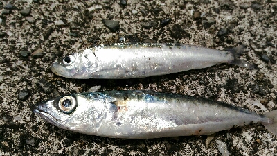 土佐市宇佐の中堤防にて（奥田釣具店さんの渡船利用）