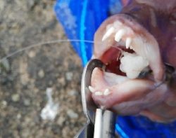 タンコブゲーム