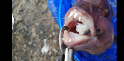 タンコブゲーム